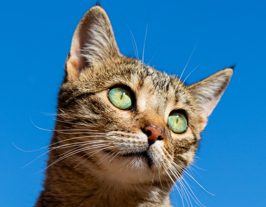 Chat tigré en gros plan, regard caméra.